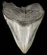 Bargain Megalodon Tooth - South Carolina #45948-1